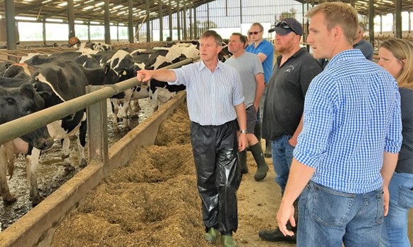 Males farmers looking at dairy cows behind feed rail in a shed
